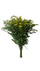 Solidago