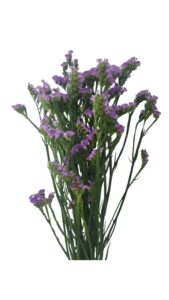 Statice malva