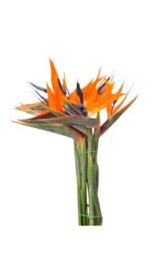 Sterlitzia (precio por tallo)