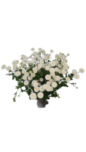 Tanacetum baya blanco