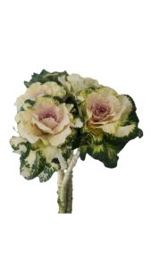 Brassica white crane