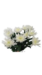Crisantemo monoflor anastasia blanca