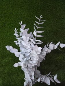 Eucalipto cinerea blanco 300 gr