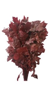 Hoja roble rojo preservado