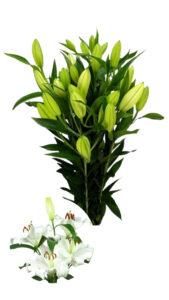 Lilium oriental blanco