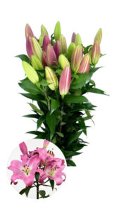 Lilium oriental rosa