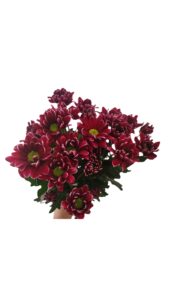 Margarita arlequín lisboa