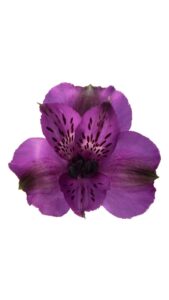 Alstroemeria colombiana morada