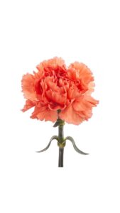 Clavel colombiano naranja