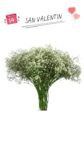 Paniculata ecuador 750 gr