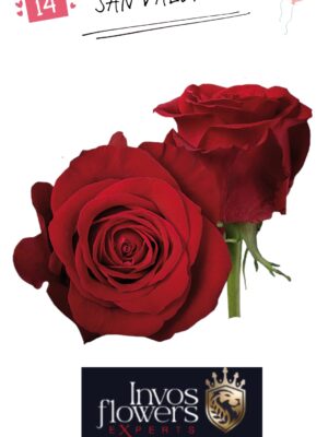 Rosa roja freedom 50 cm