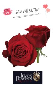 Rosa roja freedom 60 cm