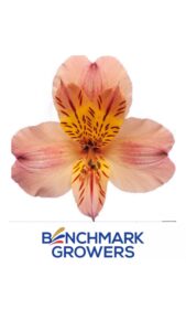 Alstroemeria colombiana salmón