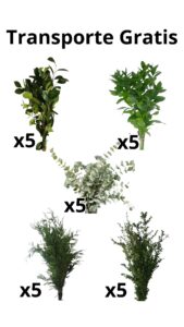 Caja verdes mixtos: 5p de boj, 5p camelia, 5p