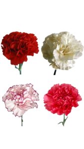 Clavel nacional surtido caja 30 paquetes