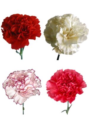 Clavel nacional surtido caja 30 paquetes