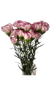 Clavel nacional bicolor morado