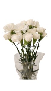 Clavel nacional blanco