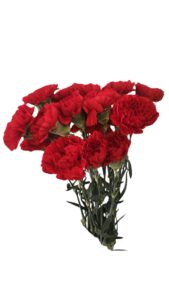 Clavel nacional rojo