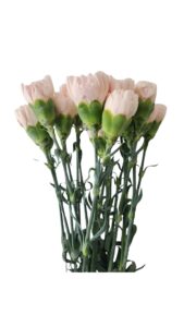 Clavel nacional rosa