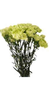 Clavel nacional verde