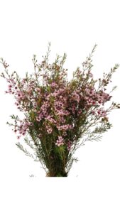 Flor de cera rosa claro