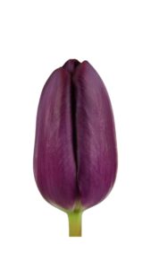 Tulipan morado