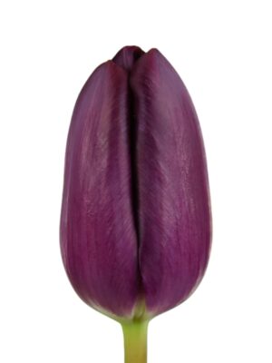 Tulipan morado