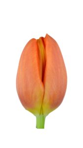 Tulipan naranja