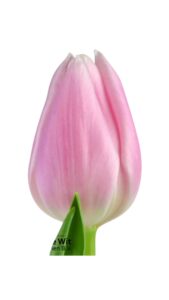 Tulipan rosa