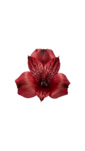 Alstroemeria colombiana roja