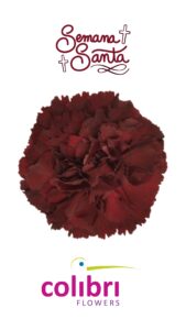 Clavel select zuringo