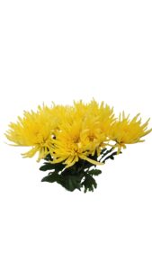 Crisantemo monoflor anastasia amarilla