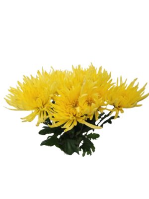 Crisantemo monoflor anastasia amarilla