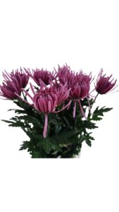 Crisantemo monoflor anastasia rosa