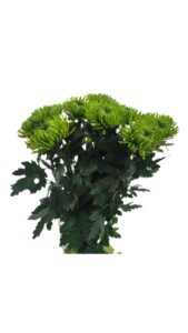 Crisantemo monoflor anastasia verde