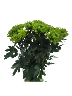 Crisantemo monoflor anastasia verde