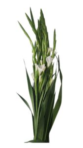 Gladiolo blanco