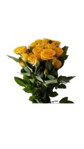 Rosa spray amarilla 60 cm