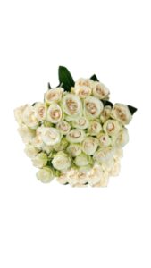 Rosa spray blanca 60 cm