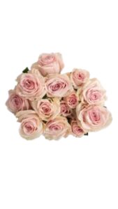 Rosa spray rosa 60 cm