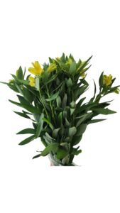 Alstroemeria amarilla