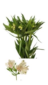 Alstroemeria blanca