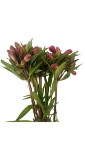 Alstroemeria fucsia