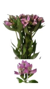 Alstroemeria malva