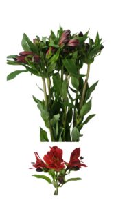 Alstroemeria roja