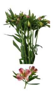 Alstroemeria rosa