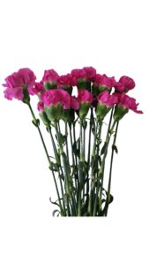 Clavel nacional magenta