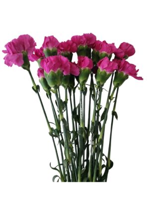 Clavel nacional magenta