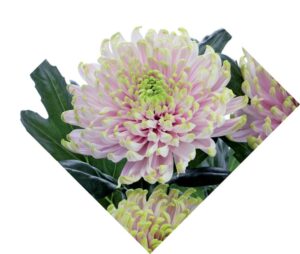Crisantemo monoflor rossano charlotte